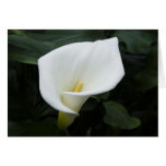 White Calla Lily Greeting Cards