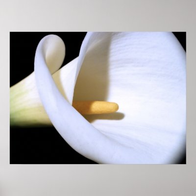 White Calla Lily Print by SweetRascal