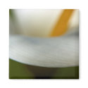 White Calla Lily | Weisse Calla magnets