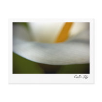 White Calla Lily | Weisse Calla Postcard