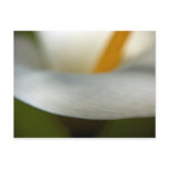 White Calla Lily | Weisse Calla postcards