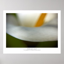 White Calla Lily | Weisse Calla Poster