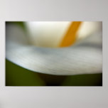 White Calla Lily | Weisse Calla posters
