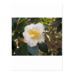 white camellia post cards