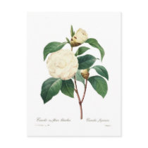 White Camellia Postcards