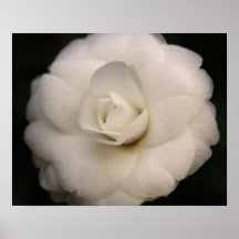 White Camellia Print