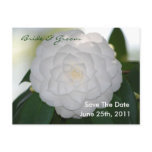 White Camellia Save The Date Postcard