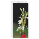 White Cardinal Flower rack cards
