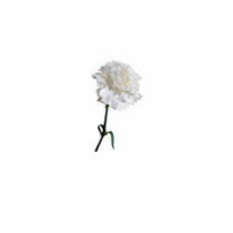 White Carnation Cut Outs