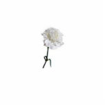 White Carnation photo sculptures