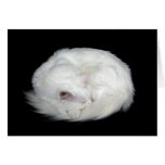 White Cat cards