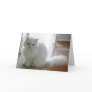 White Cat: Purrrfect Birthday Cards