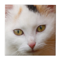 White cat tiles