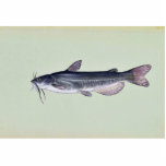 White catfish photo sculptures