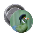 White-Cheeked Turaco Buttons