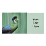 White-Cheeked Turaco photo cards