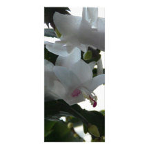 white christmas cactus full color rack card