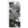 white christmas cactus full color rack card