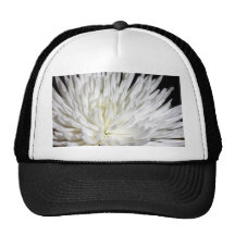 White Chrysanthemum Flower Mums Flowers Photo Hats