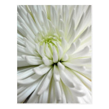 White Chrysanthemum Flower Mums Flowers Photo Post Card