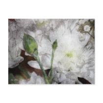 White Chrysanthemum Postcard