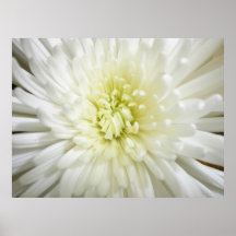 White Chrysanthemum Print