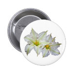 White Clematis Button