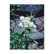 white Close-up of wild flower, Baxter State Park f Postcards