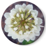 White Clover Blossom 1 Button