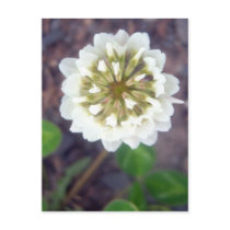 White Clover Blossom 1 Postcard