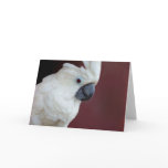 White Cockatoo Cards