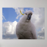 White Cockatoo posters