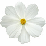 White Cosmos Flower photo sculptures