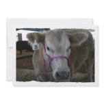 White Cow Head Shot at County Fair invitations
