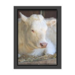 White cow postcard
