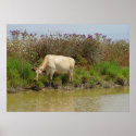 White cow posters