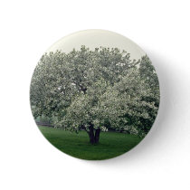 white Crab apple tree, Quebec, Canada flowers Pinback Button
