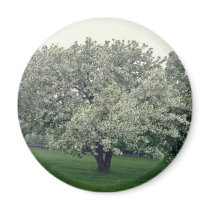 white Crab apple tree, Quebec, Canada flowers Magnet
