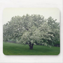 white Crab apple tree, Quebec, Canada flowers Mouse Pad