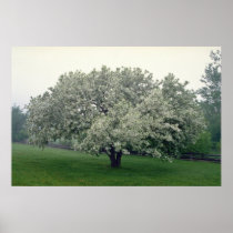 white Crab apple tree, Quebec, Canada flowers Print