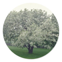 white Crab apple tree, Quebec, Canada flowers Round Sticker