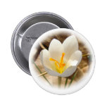 WHITE CROCUS BUTTON