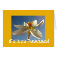 White crocus easter greeting - spanish card