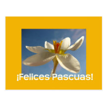 White crocus easter greeting - spanish post card