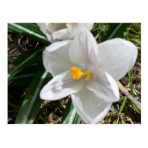 white crocus post cards