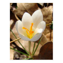 WHITE CROCUS POSTCARD