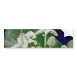 white Crown flower (Calotropis gigantea) flowers bumper stickers