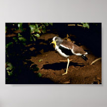 White-crowned Plover Poster