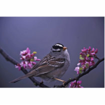 White-crowned Sparrow Photo Cutouts