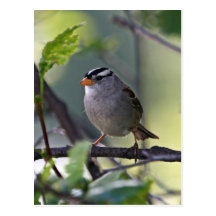 White-crowned Sparrow Post Cards